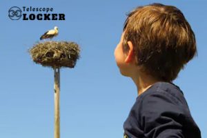 birding with children